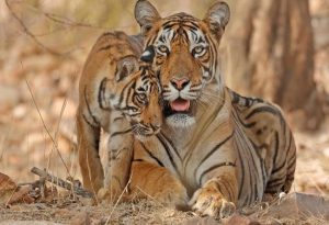 Sunda Tiger
