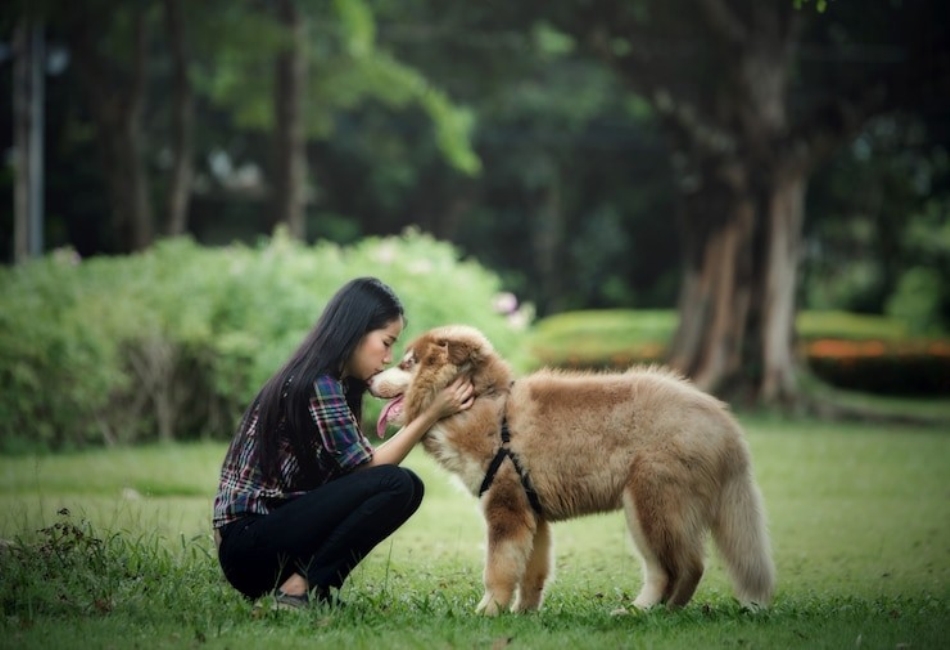 Wagging Wellness