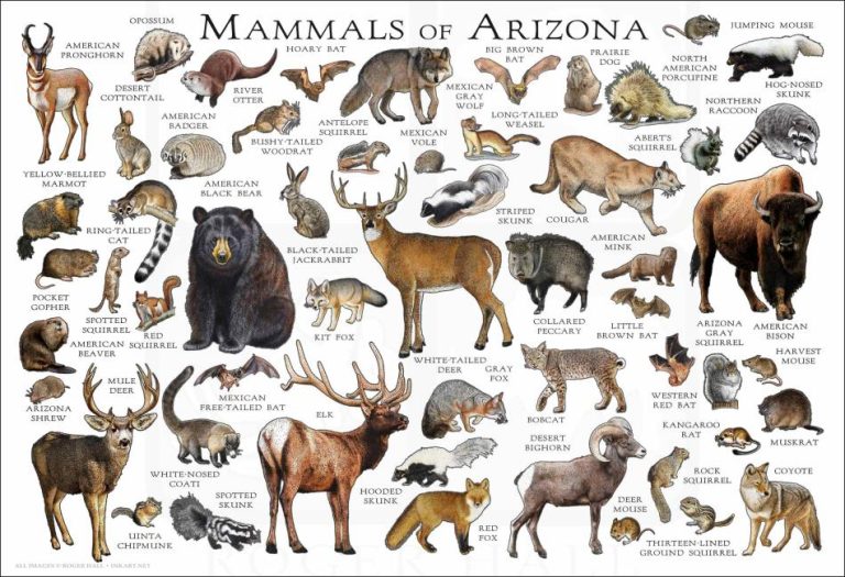 Wildlife of the Grand Canyon State: A Comprehensive Guide to Arizona Animals