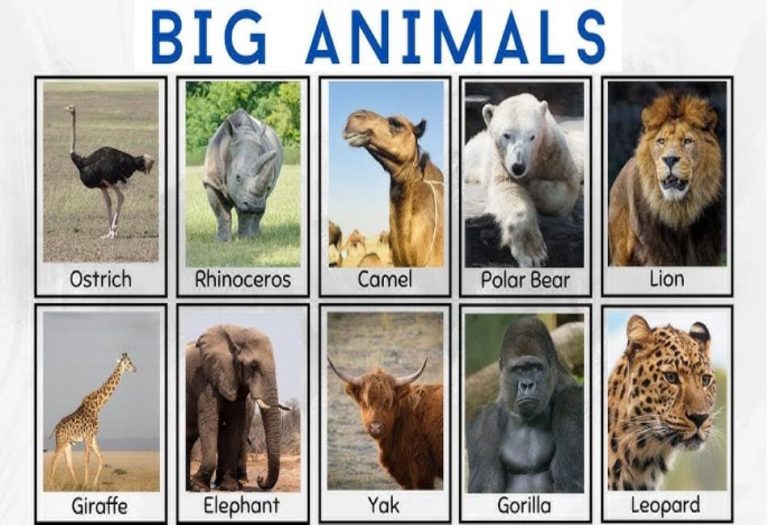 Giants of the Animal Kingdom: Exploring the World’s Biggest Animals