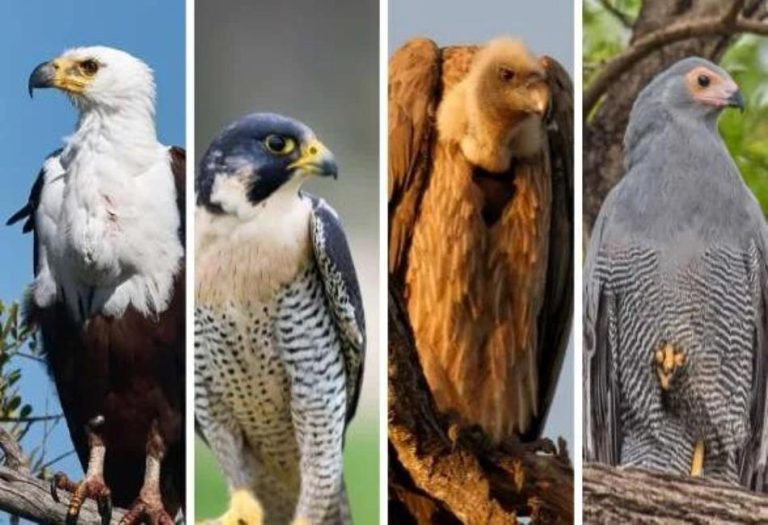 Masters of the Sky: A Deep Dive into Birds of Prey Animals