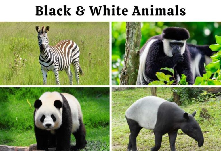 Black and White Animals: Nature’s Most Striking Contrasts