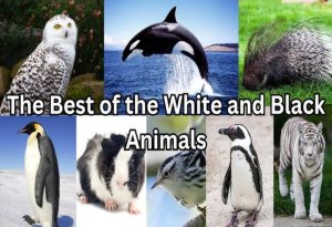 Black and White Animals