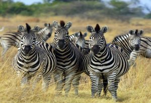 Black and White Animals
