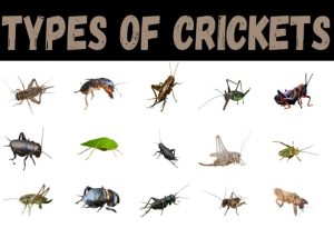 Cricket Animal