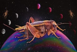 Cricket Animal