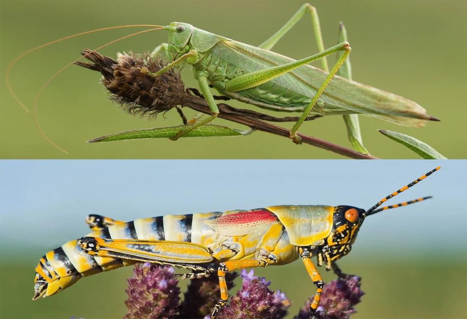 Cricket Animal