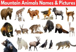  Mountain Animals