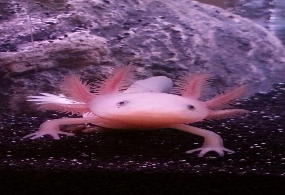 Pink Animals: Nature’s Most Surprising and Beautiful Blush-Colored ...