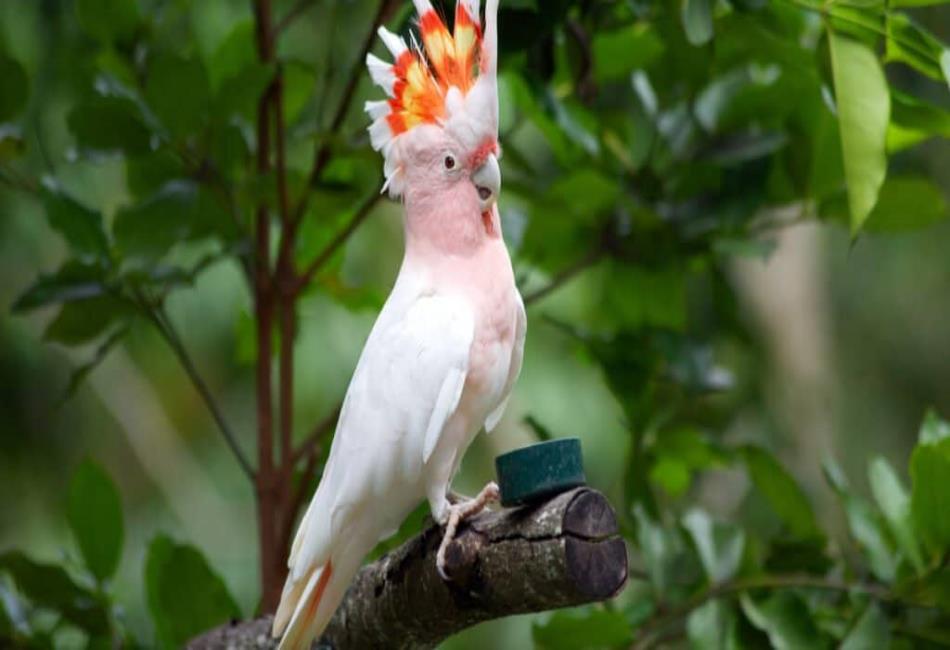 Pink Animals: Nature’s Most Surprising and Beautiful Blush-Colored ...