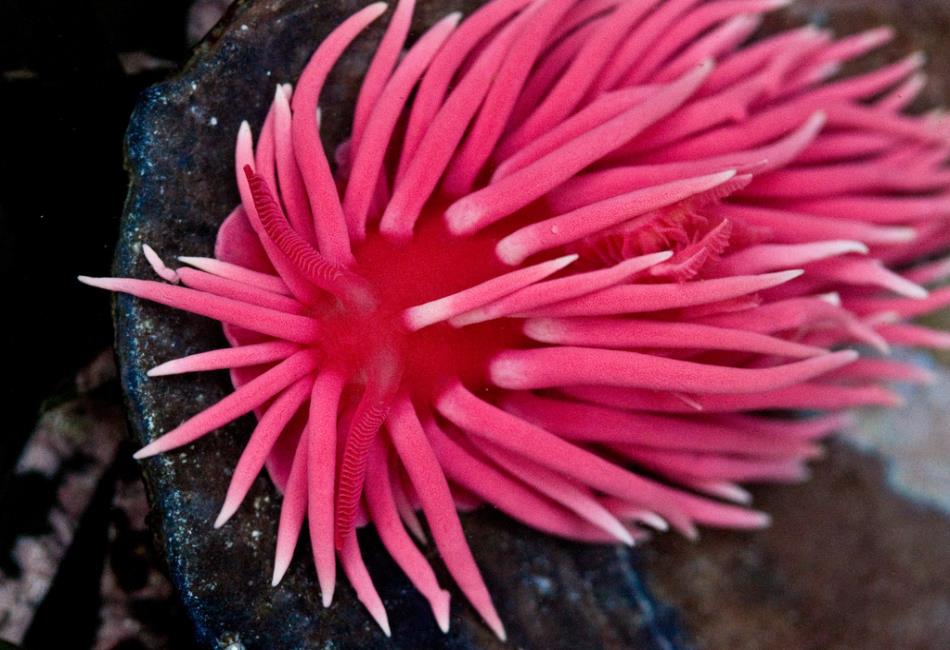 Pink Animals: Nature’s Most Surprising and Beautiful Blush-Colored ...