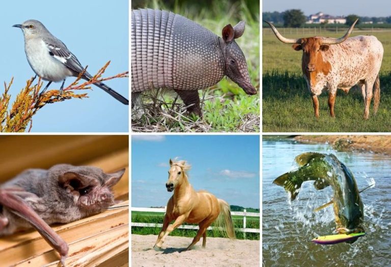 Wildlife of the Lone Star State: A Comprehensive Guide to Texas Animals