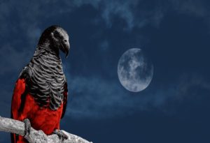 Vampire Parrot