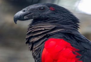 Vampire Parrot