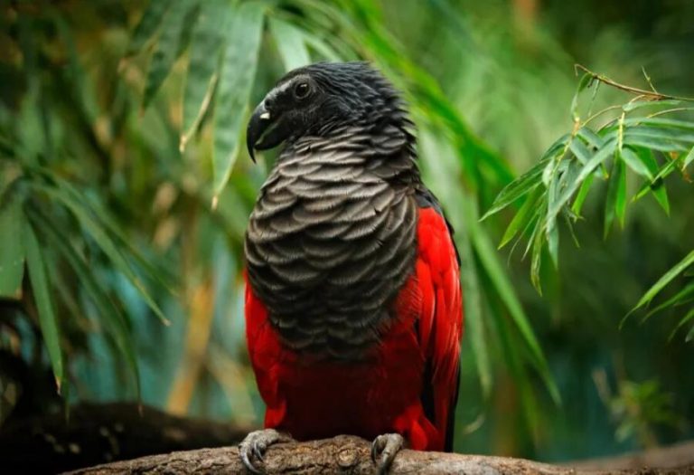 The Vampire Parrot: Nature’s Blood-Drinking Enigma of the Avian World