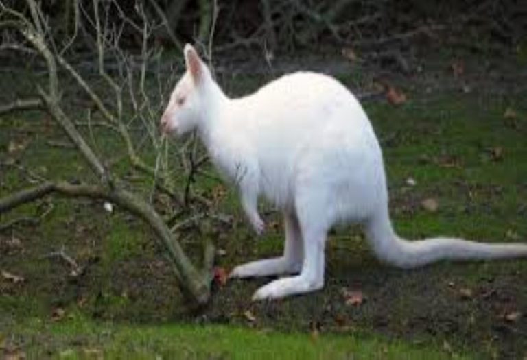 Animal T White main image 1