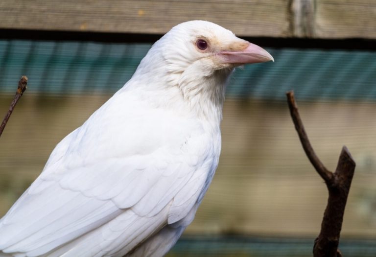 A Look into Albino Crows and Crow Biology