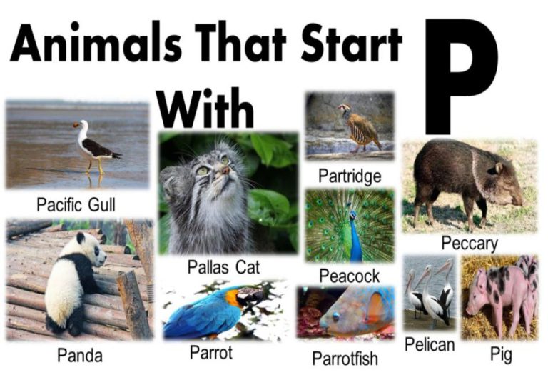 Powerful, Playful, and Peculiar: Exploring Animals That Start with P