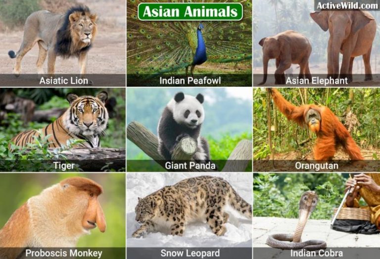Wild Wonders of Asia: Exploring the Fascinating World of Asian Animals
