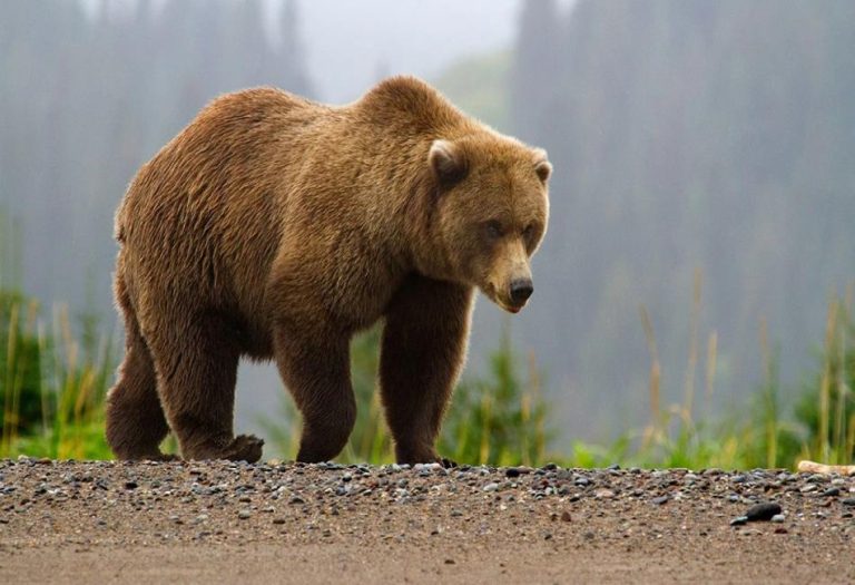 The Wonders of Brown Animals: Nature’s Earth-Toned Marvels
