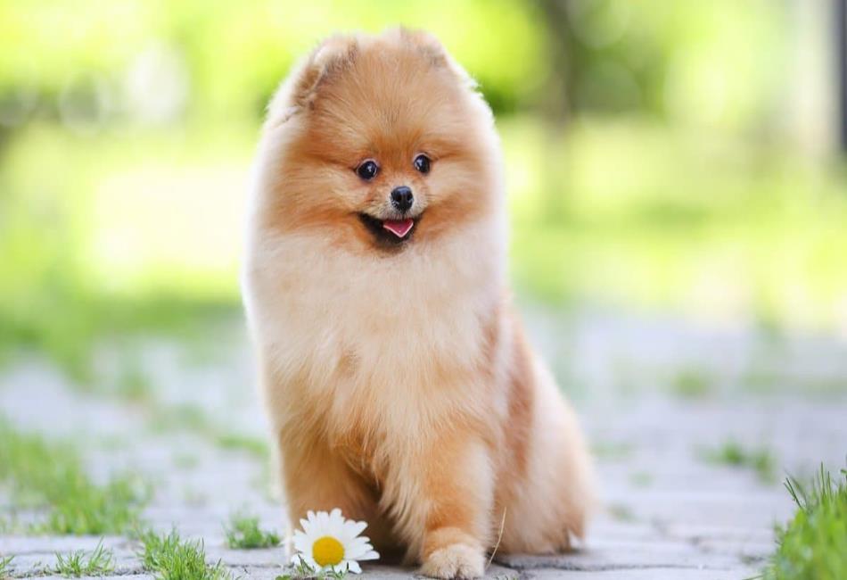 Fluffy Animals