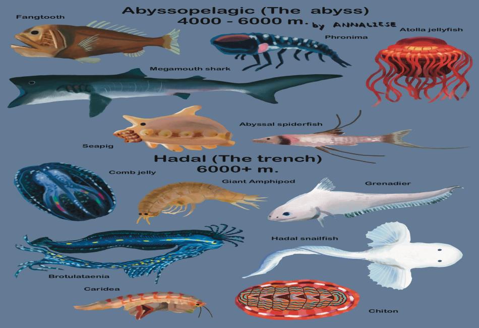 Mariana Trench Creatures Osedax MGNAR Mariana Trench Creatures Osedax MGNAR
