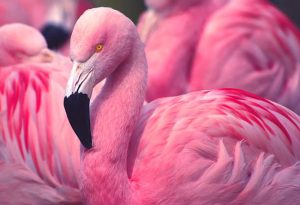 Pink Birds