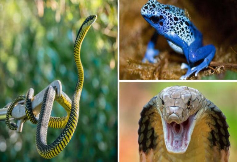 Deadly Defenses: A Deep Dive into the World of Poisonous Animals