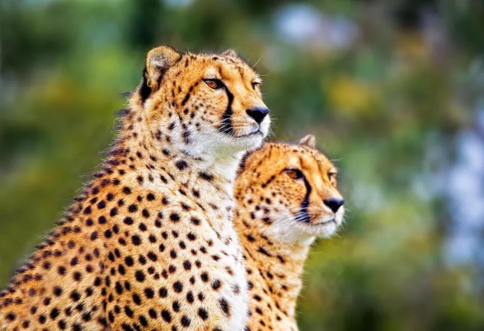 The Allure Of White Animals Nature s Rare And Beautiful Wonders