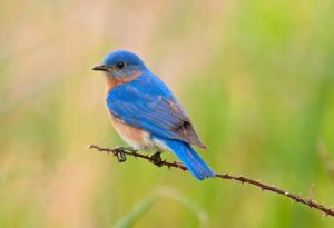 types of blue birds