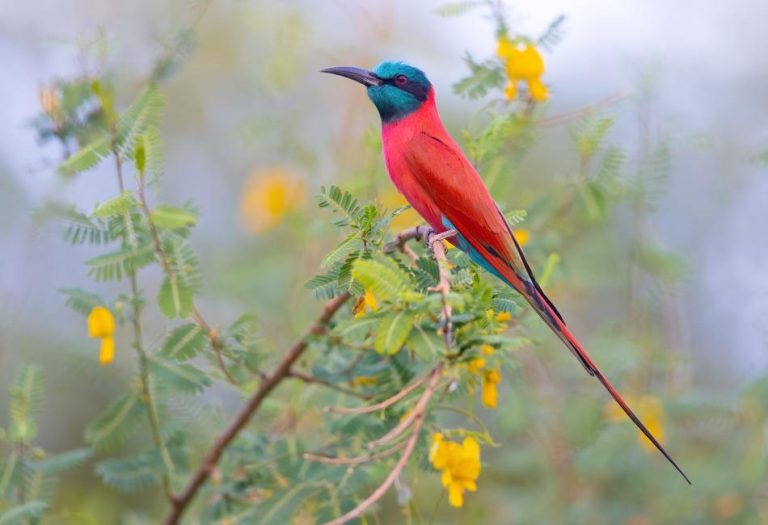 Is the Early Bird Always Rewarded? What Birdwatching Teaches Us About Spotting Great Games Deals