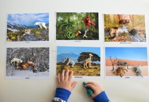 Animal Habitats