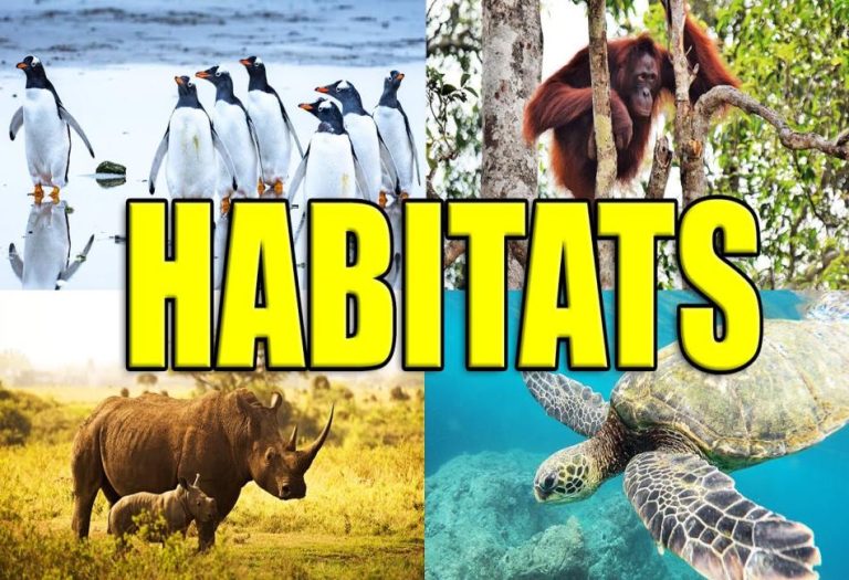 Animal Habitats: Understanding Nature Diverse Homes
