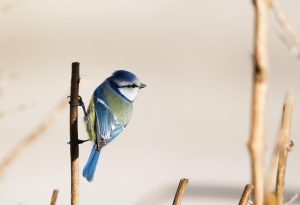 types of blue birds