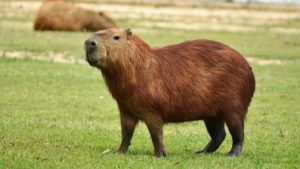 Capybara Lifespan