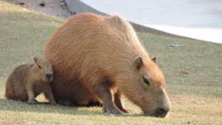 Capybara Lifespan: Understanding the Life Cycle of the World’s Largest Rodent