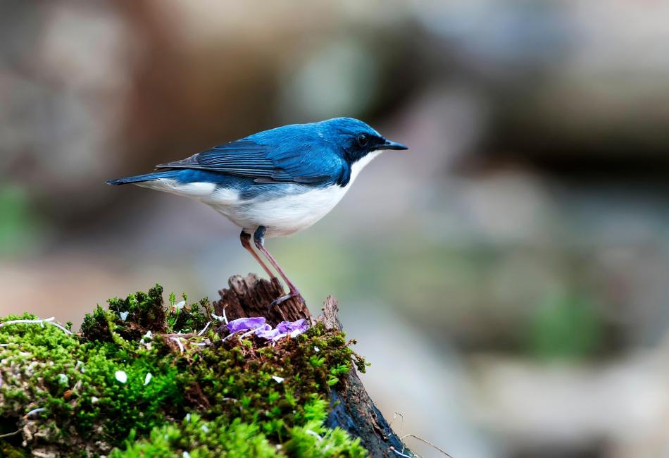 types of blue birds
