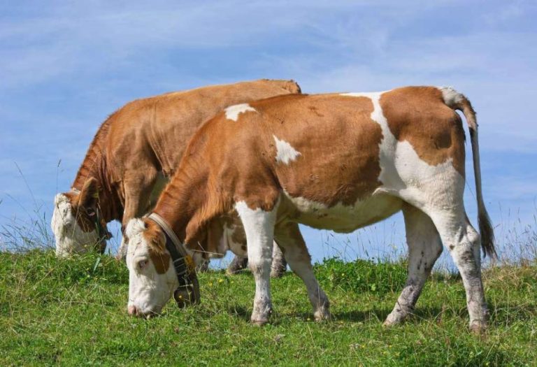Understanding Ruminants: Nature’s Four-Stomached Wonders