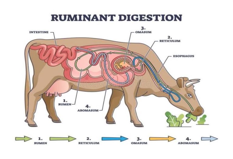 Understanding Ruminants: Nature’s Four-Stomached Wonders