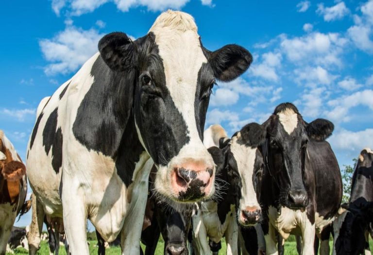 Understanding Ruminants: Nature’s Four-Stomached Wonders