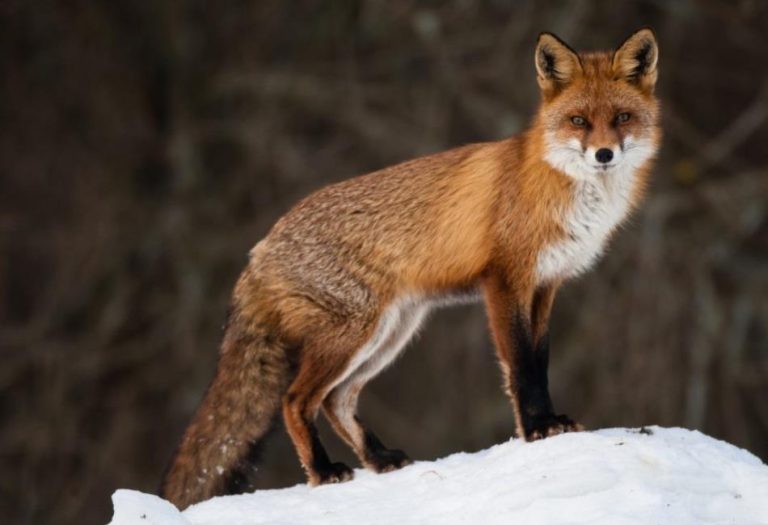 The Fascinating World of Temperate Forest Animals: Adaptations, Biodiversity, and Survival Strategies