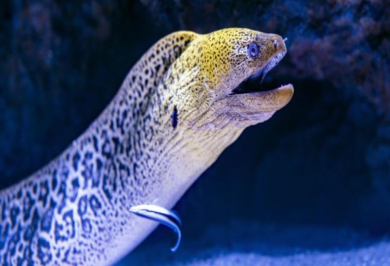Types of Eels: A Deep Dive into Nature’s Slippery and Mysterious Creatures