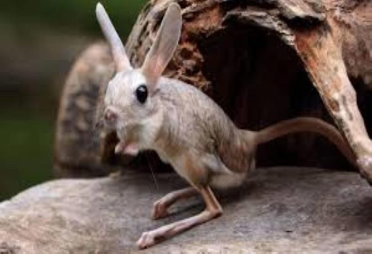 What Is the Dumbest Animal? Exploring Intelligence, Instincts, and Survival in the Animal Kingdom