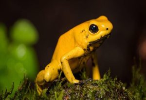 Yellow Animals