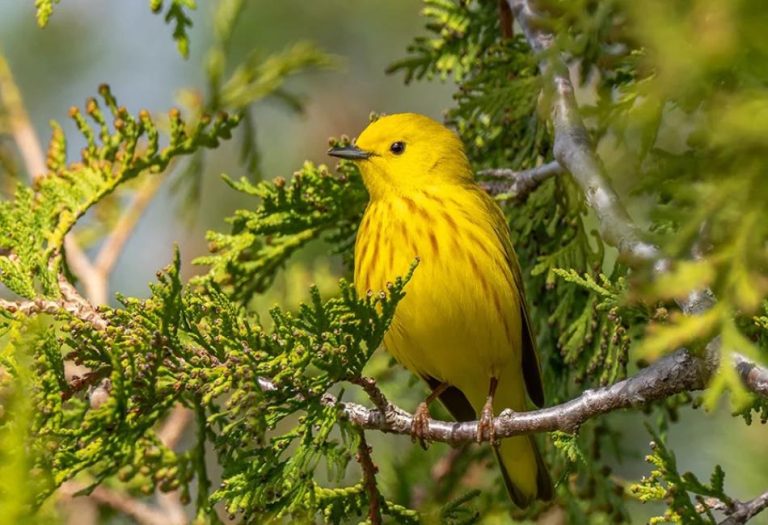 Brilliant in Yellow: A Colorful Exploration of Yellow Animals in the Wild