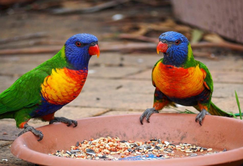 Australian Birds