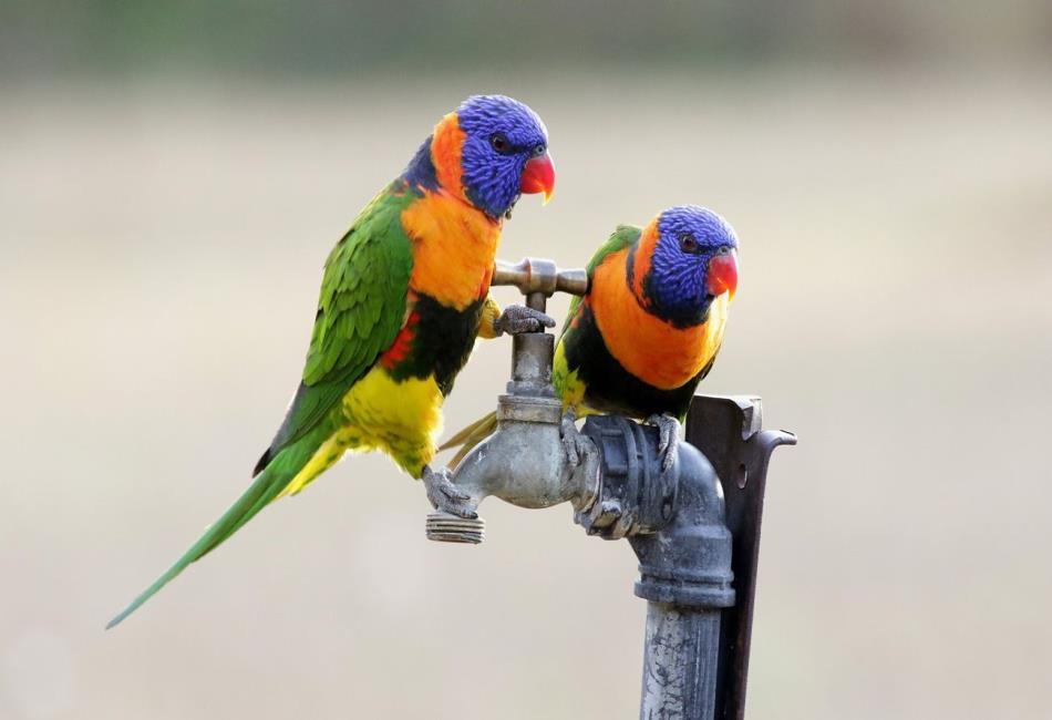 Australian Birds