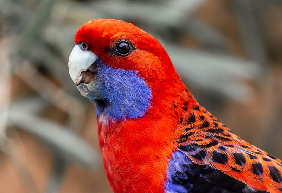 Australian Birds