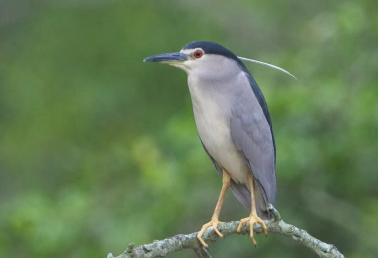 Black Crowned Night Heron: The Mysterious Guardian of Wetlands