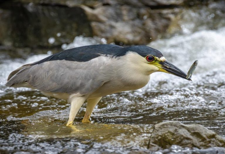 Quawk Black Crowned Night Heron: The Mysterious Guardian of Wetlands